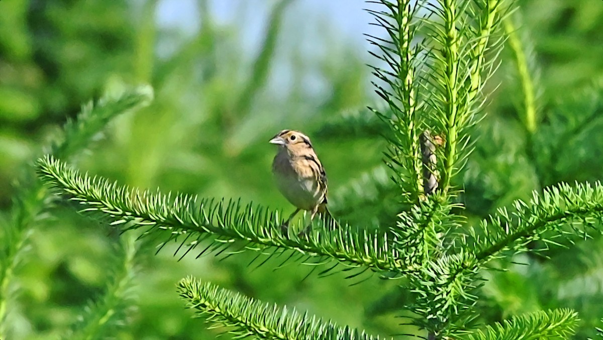 Grasshopper Sparrow - ML638282485