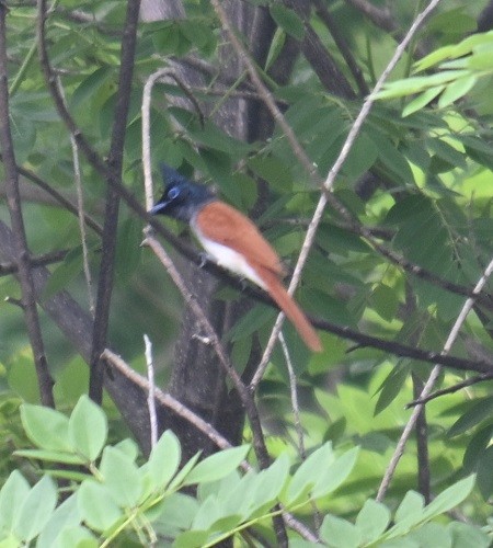 Indian Paradise-Flycatcher - ML638282489
