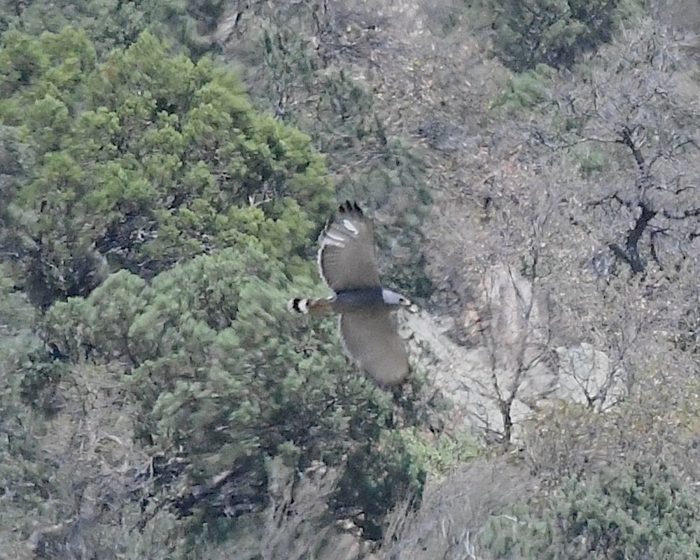 Gray Hawk - ML638282492