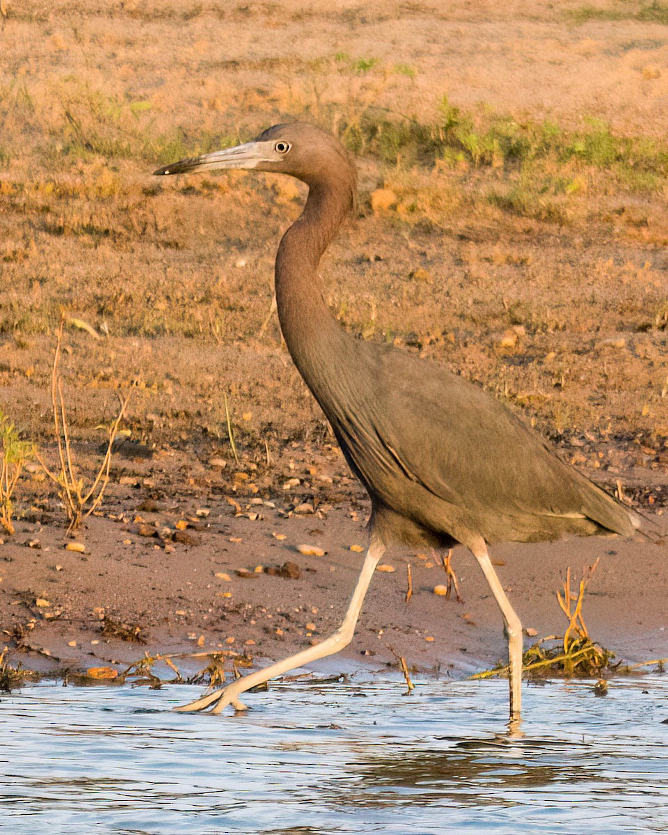 Little Blue Heron - ML638282493