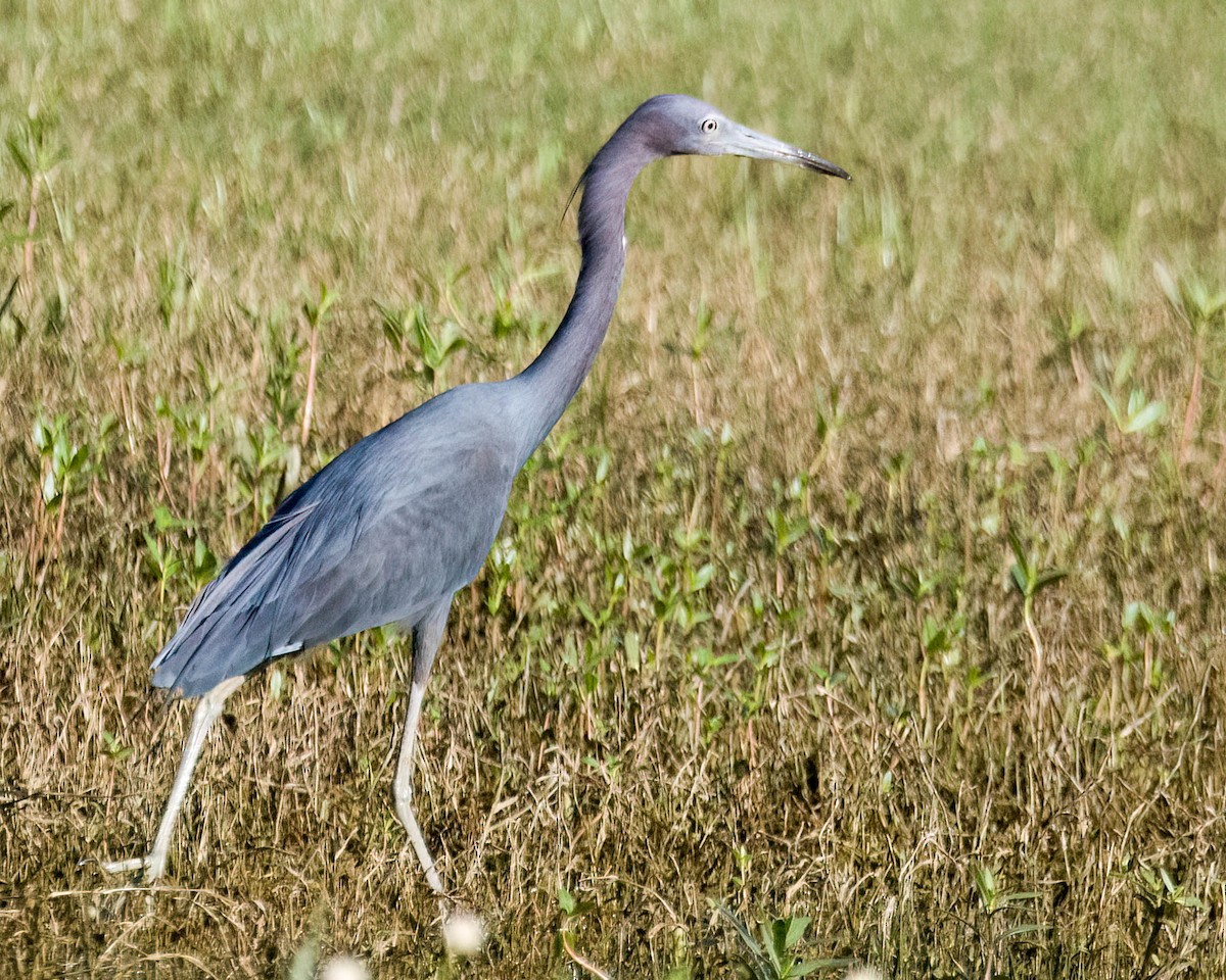 Little Blue Heron - ML638282494
