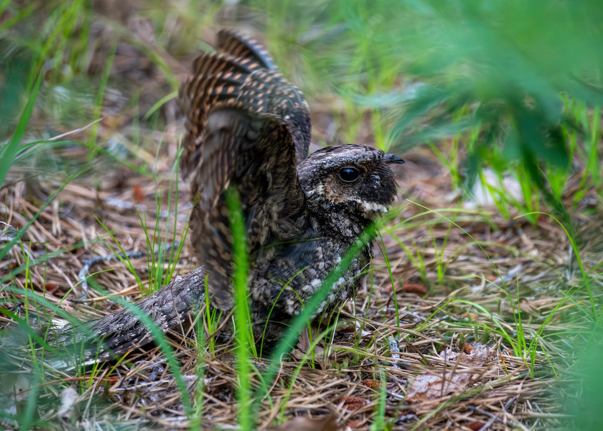 Eastern Whip-poor-will - ML638282495