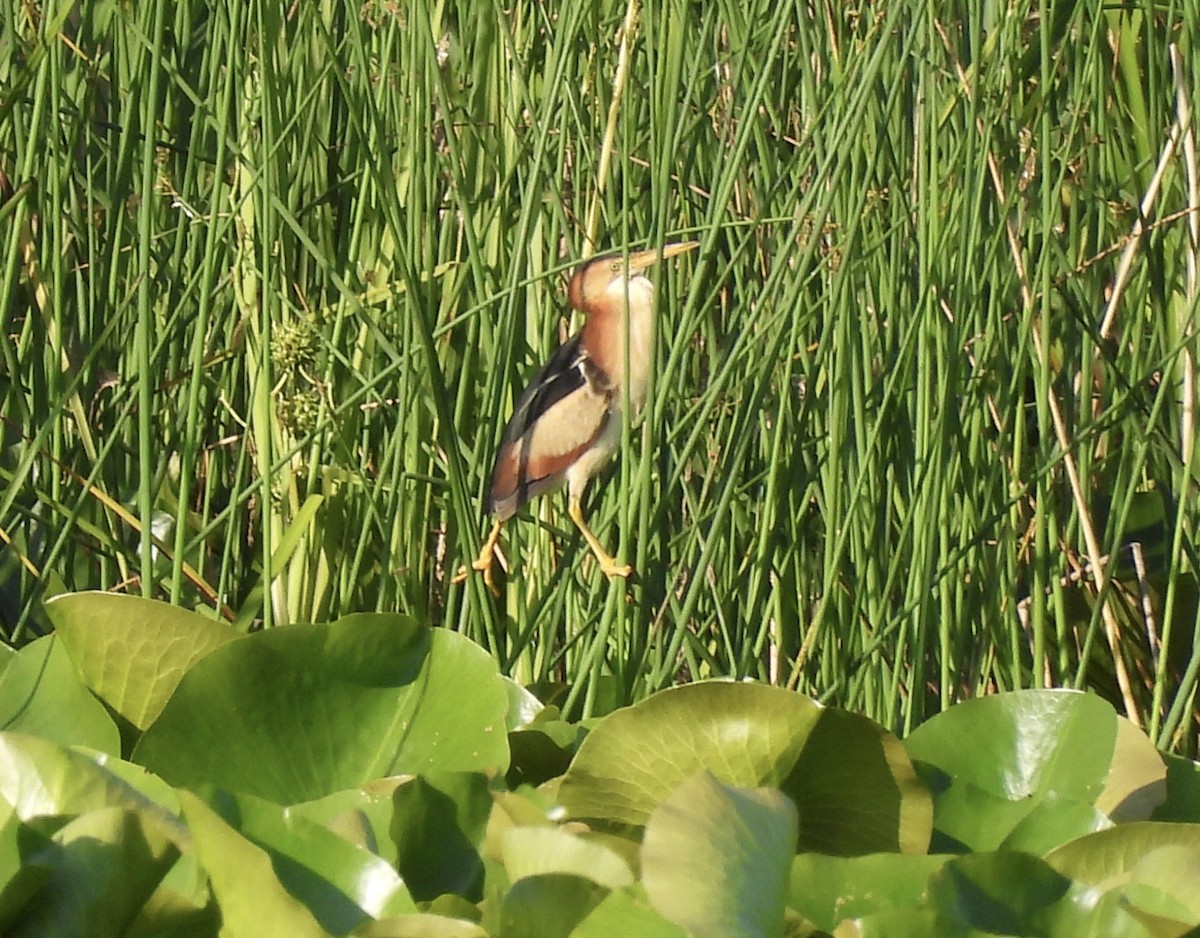 Least Bittern - ML638282499