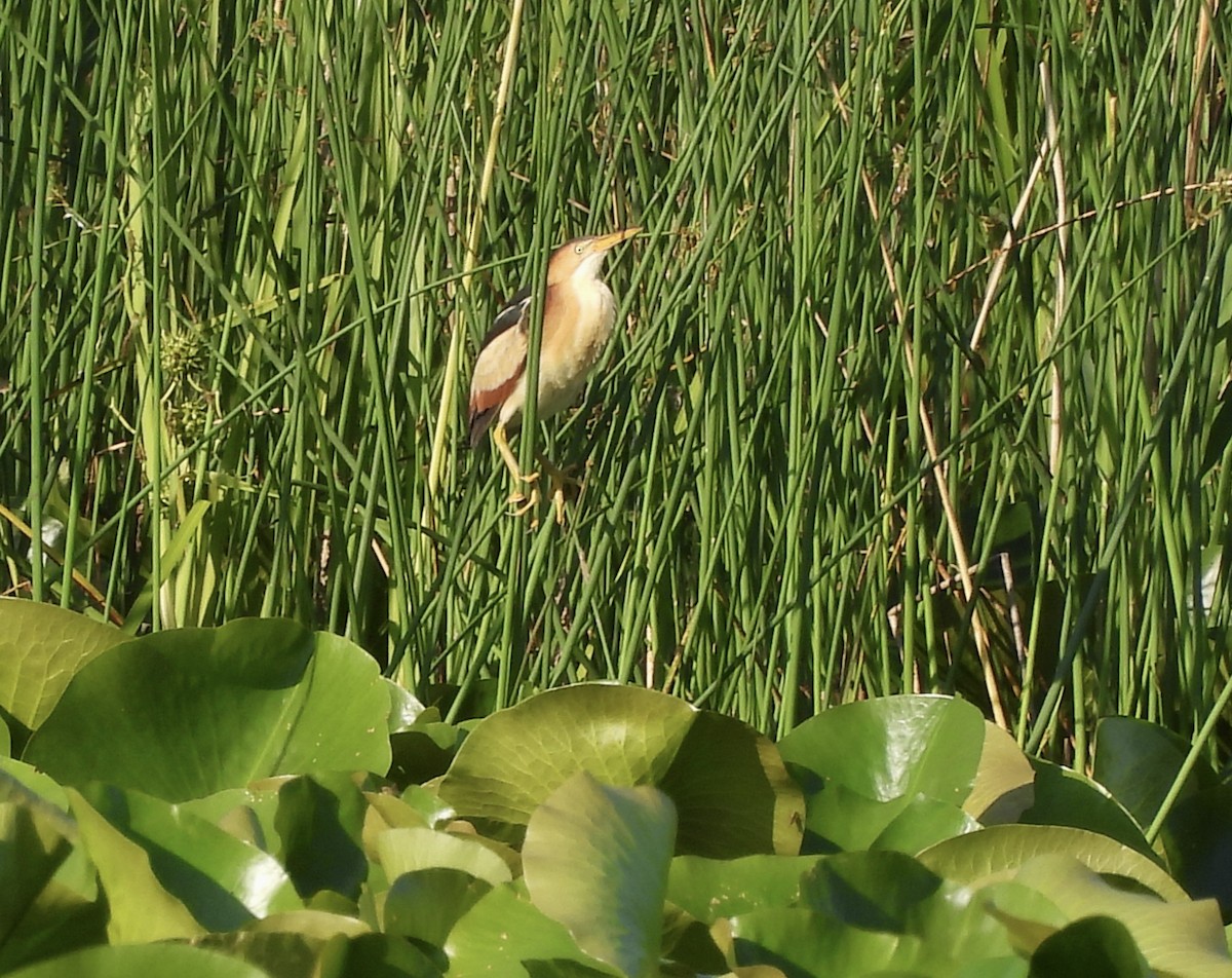Least Bittern - ML638282500