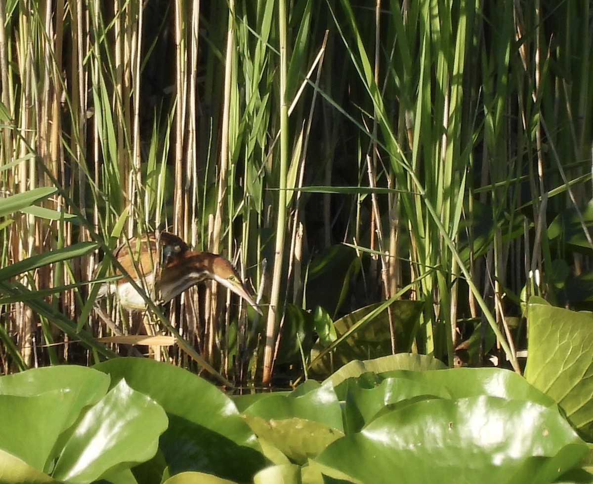 Least Bittern - ML638282501