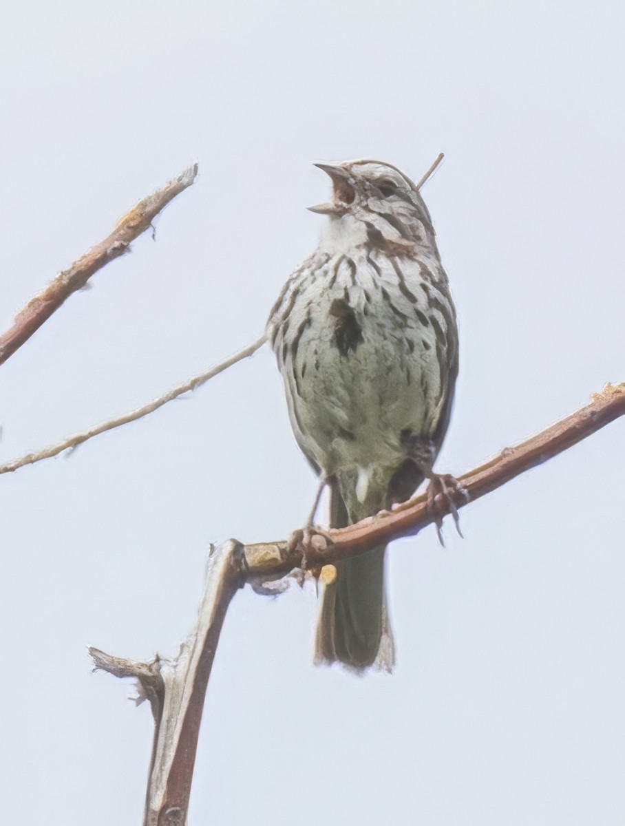 Song Sparrow - ML638282513