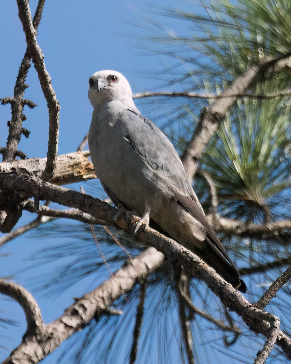 Mississippi Kite - ML638282529