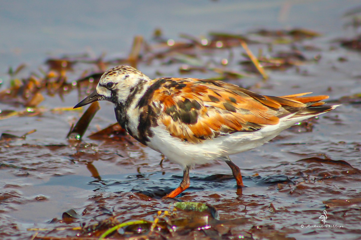 Ruddy Turnstone - ML638282533