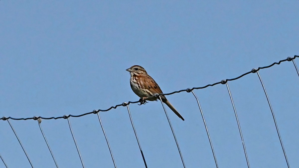 Song Sparrow - ML638282538