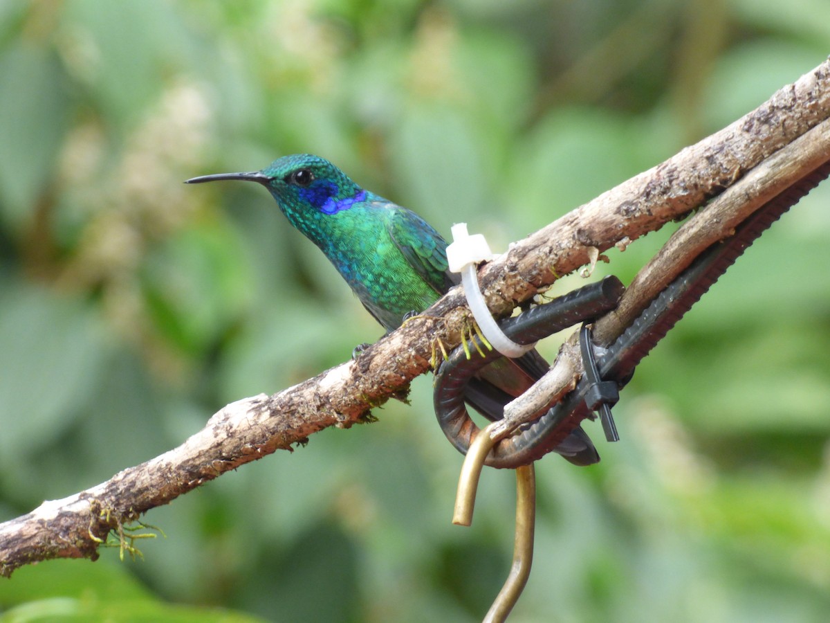 Lesser Violetear (Andean) - ML638282539
