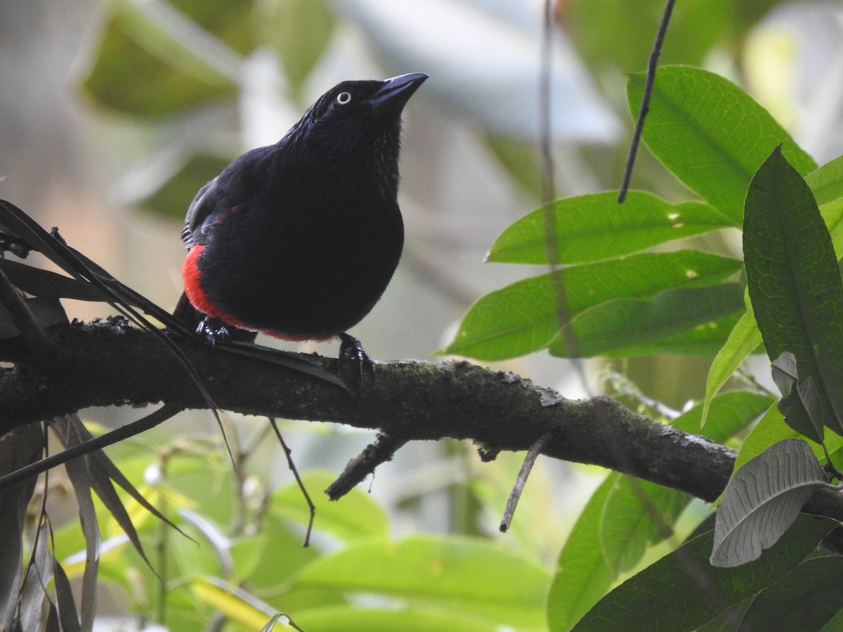 Red-bellied Grackle - ML638282548