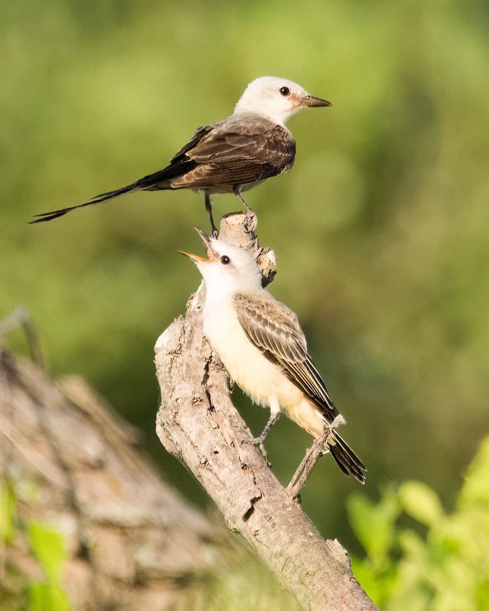 Scissor-tailed Flycatcher - ML638282555
