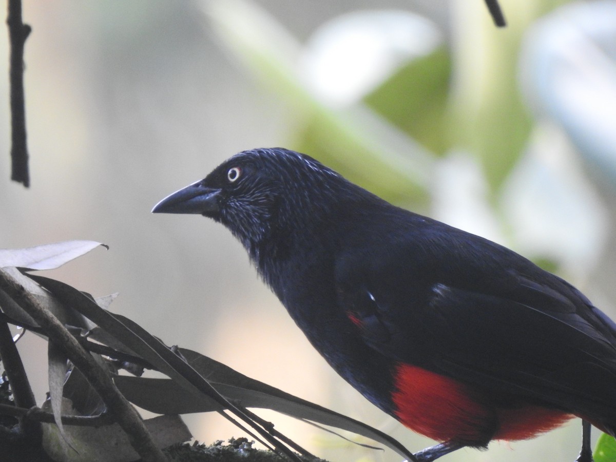 Red-bellied Grackle - ML638282556