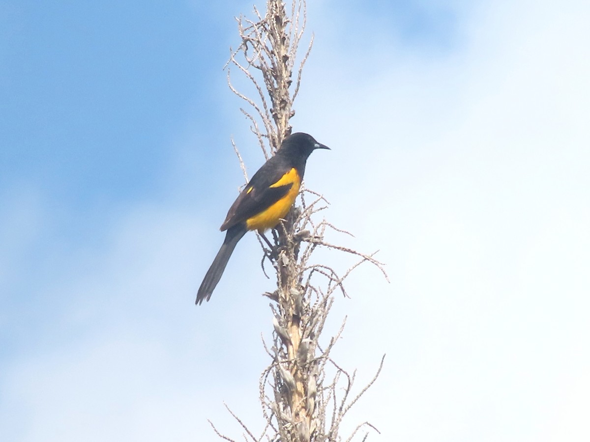 Black-vented Oriole - ML638282560