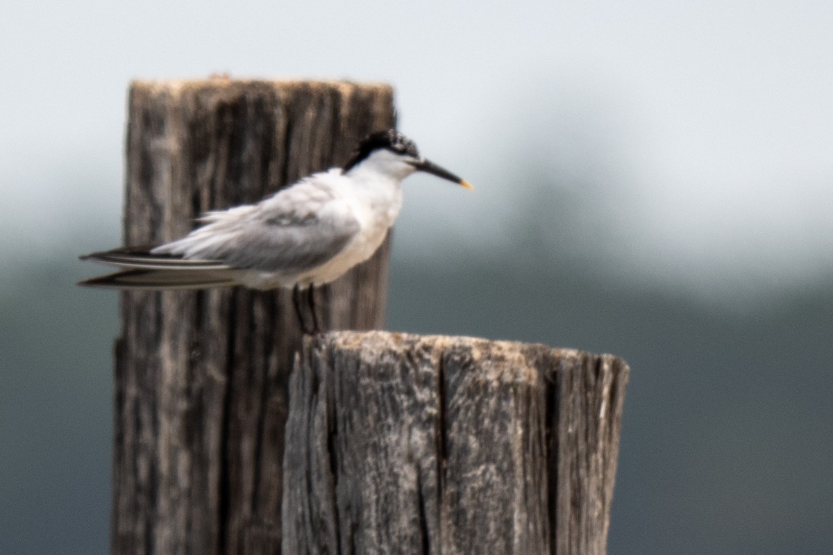 Sandwich Tern - ML638282574