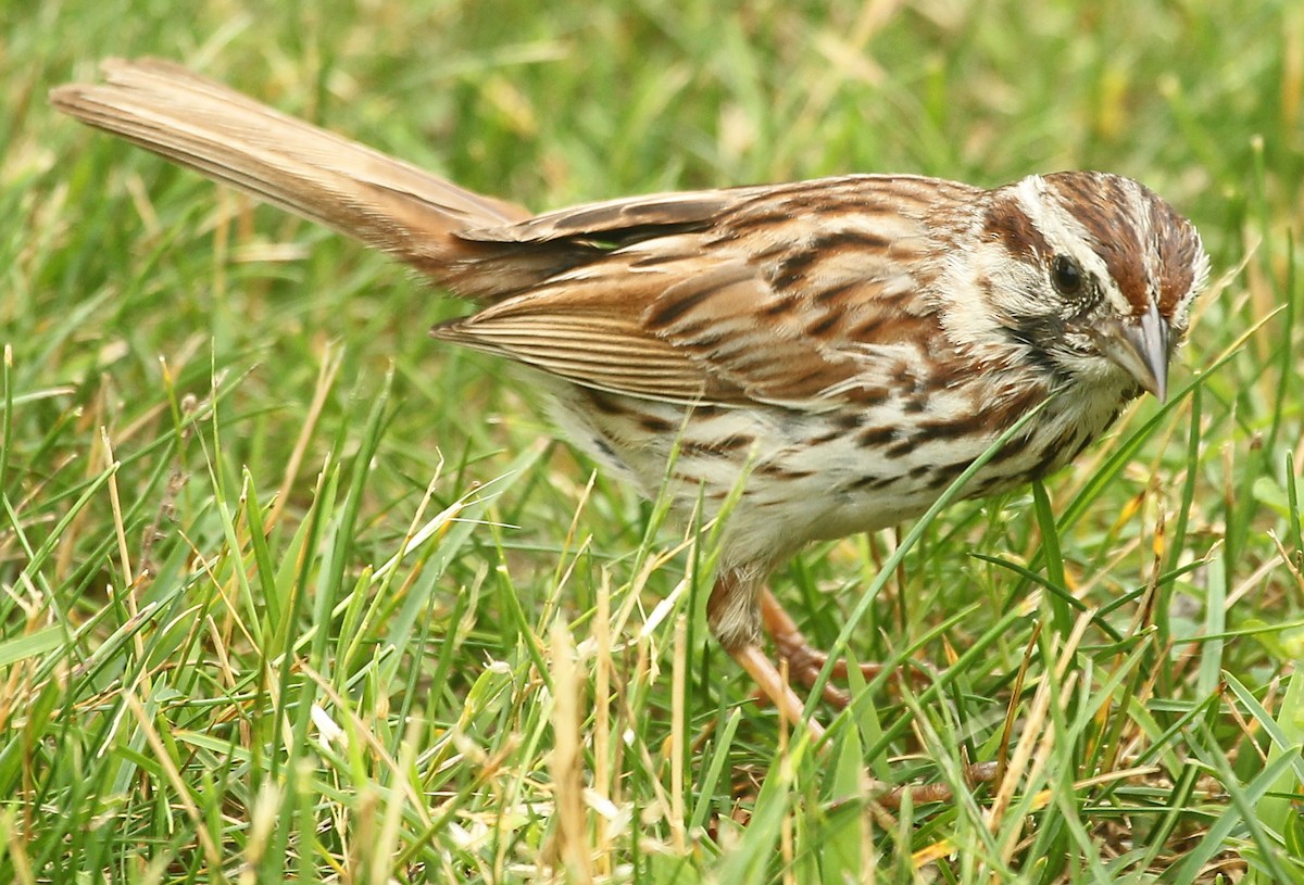 Song Sparrow - ML638282589