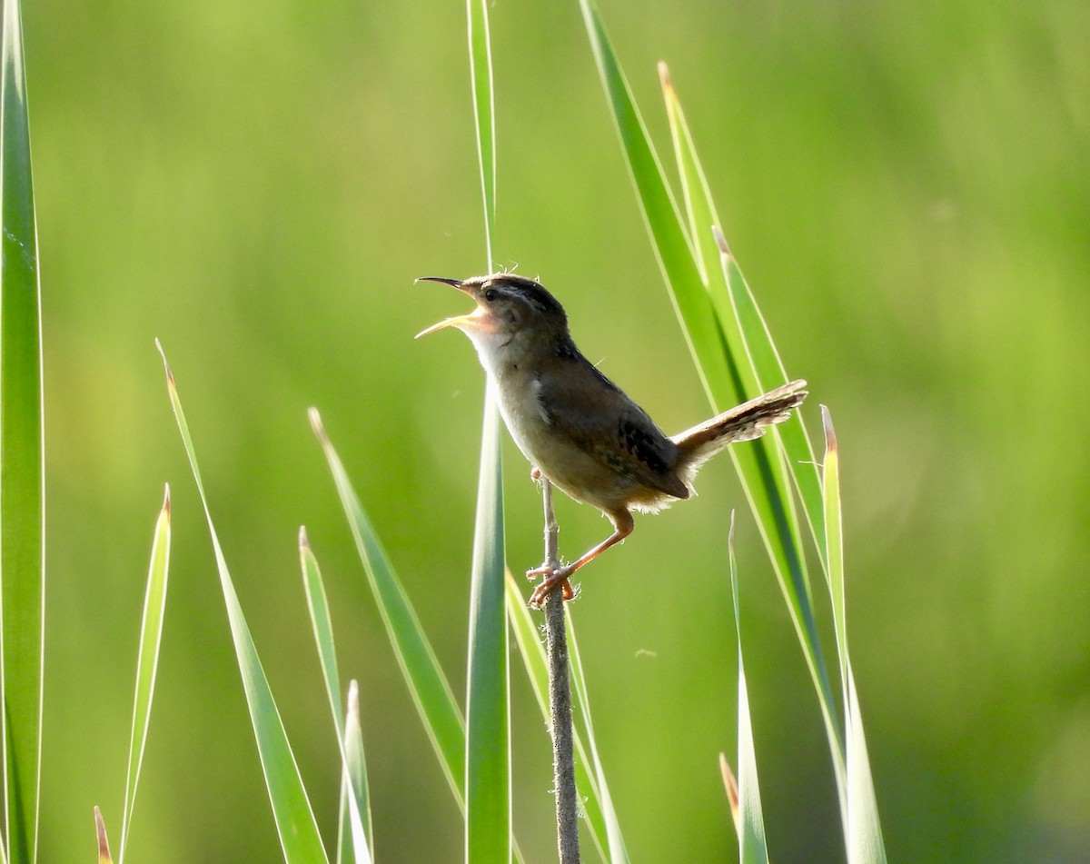 Marsh Wren - ML638282590