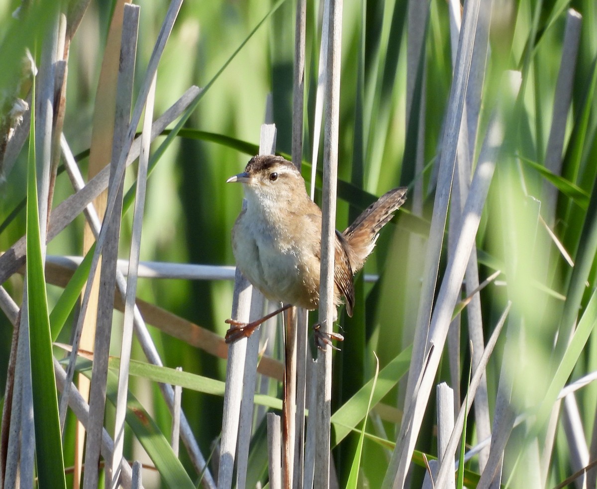 Marsh Wren - ML638282591