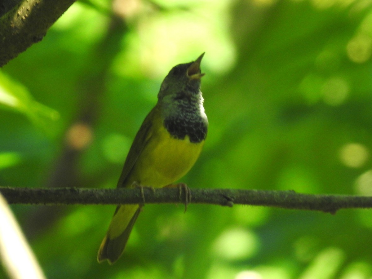 Mourning Warbler - ML638282606