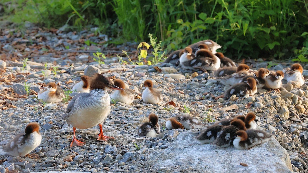 Common Merganser - ML638282610