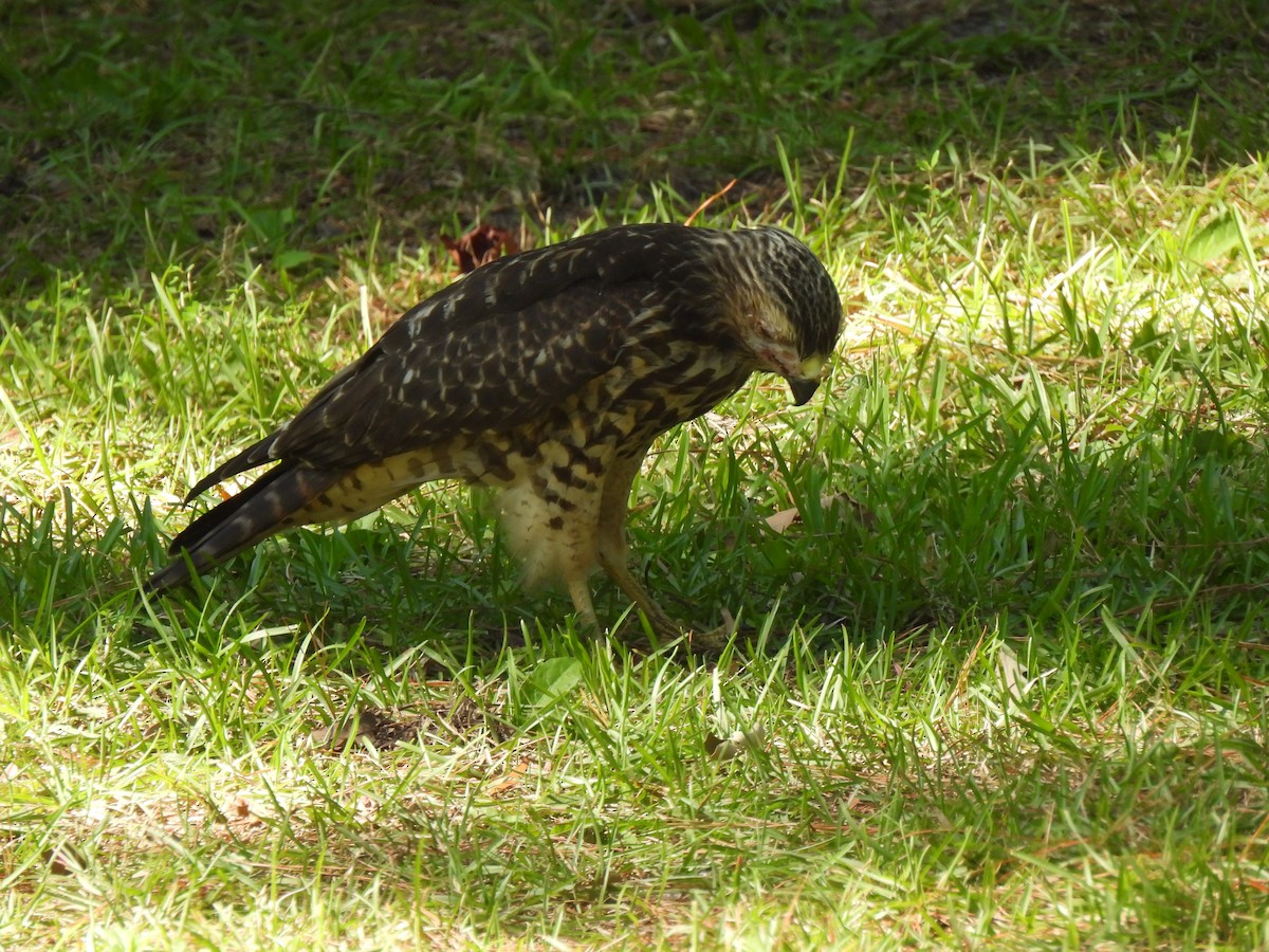Red-shouldered Hawk - ML638282611