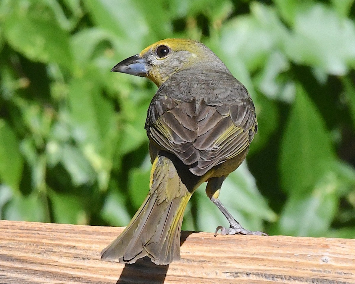 Hepatic Tanager - ML638282612
