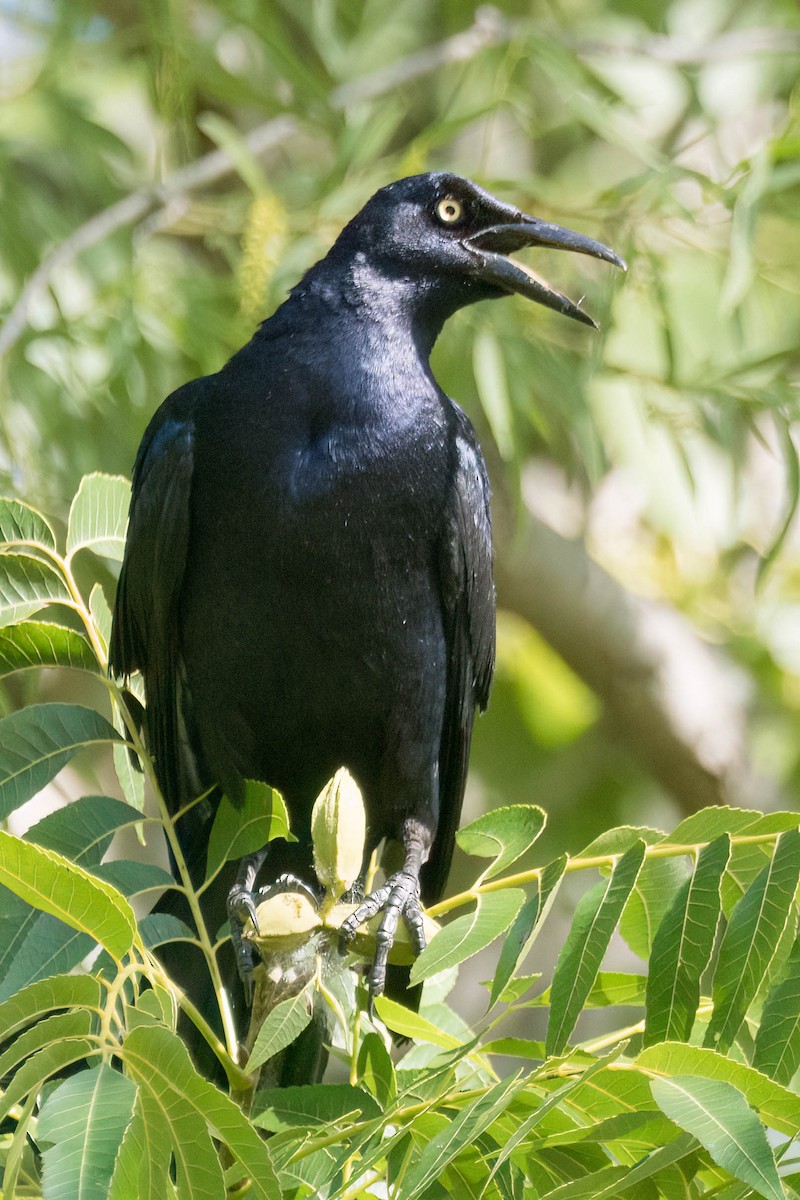Great-tailed Grackle - ML638282613