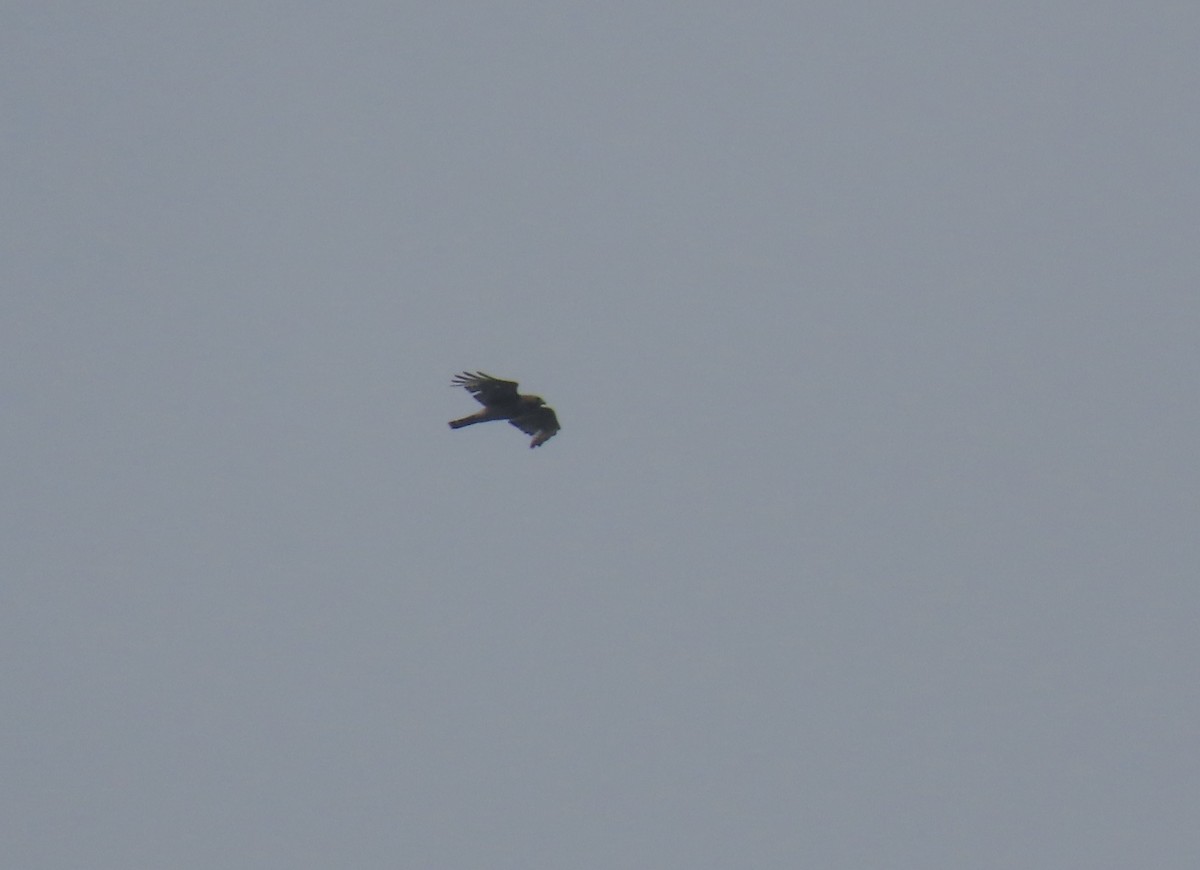 Red-shouldered Hawk - ML638282633