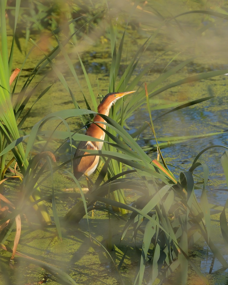 Least Bittern - ML638282639