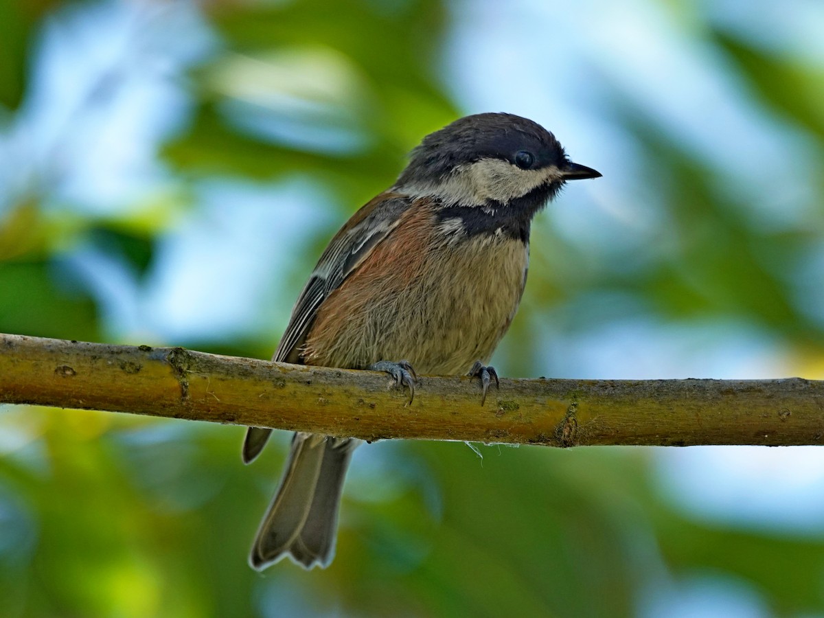 Chestnut-backed Chickadee - ML638282641