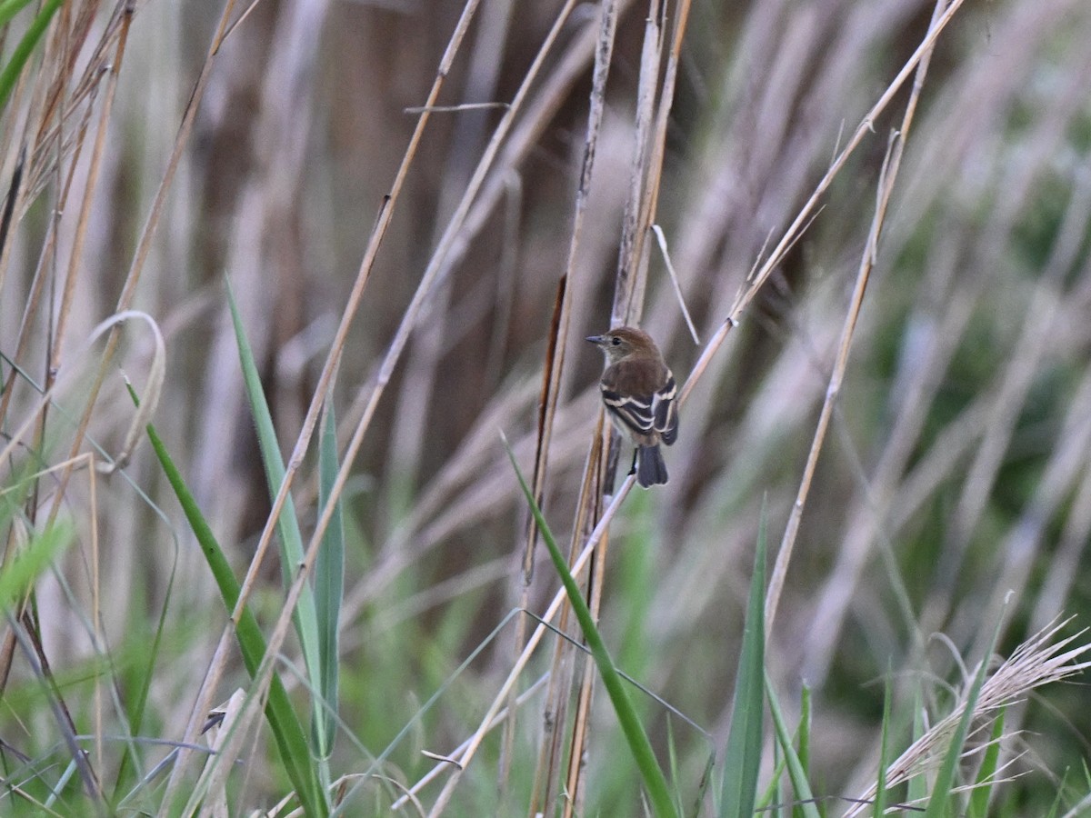 Bran-colored Flycatcher - ML638282643