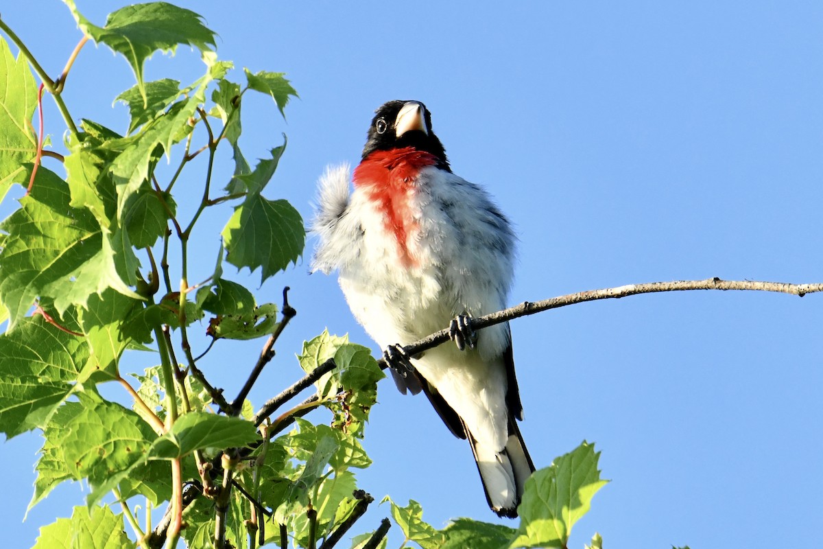 Cardinal à poitrine rose - ML638282645