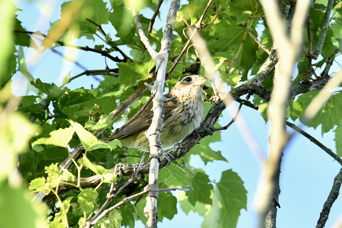 Cardinal à poitrine rose - ML638282646
