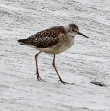 Kuliska (Tringa) sp. - ML638282653