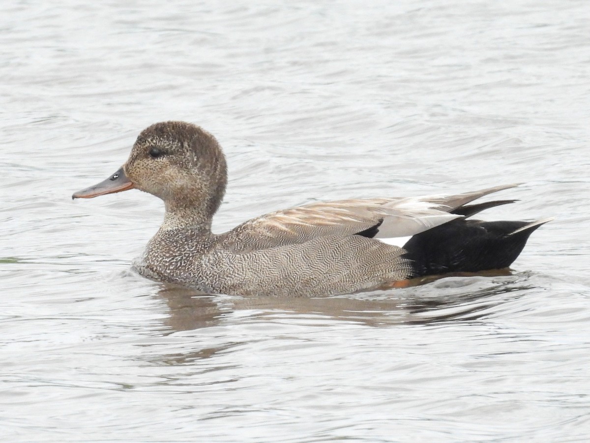 Gadwall - ML638282668