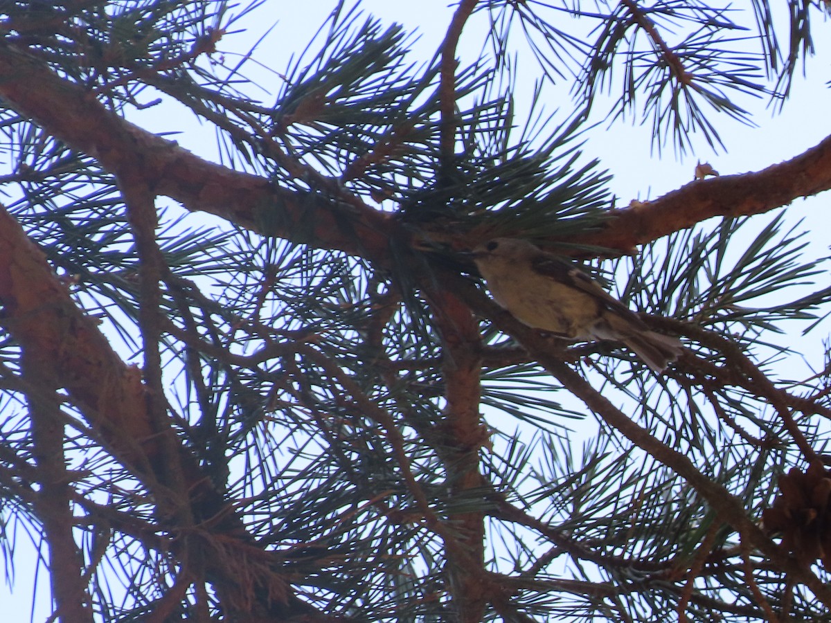 Goldcrest - ML638282672