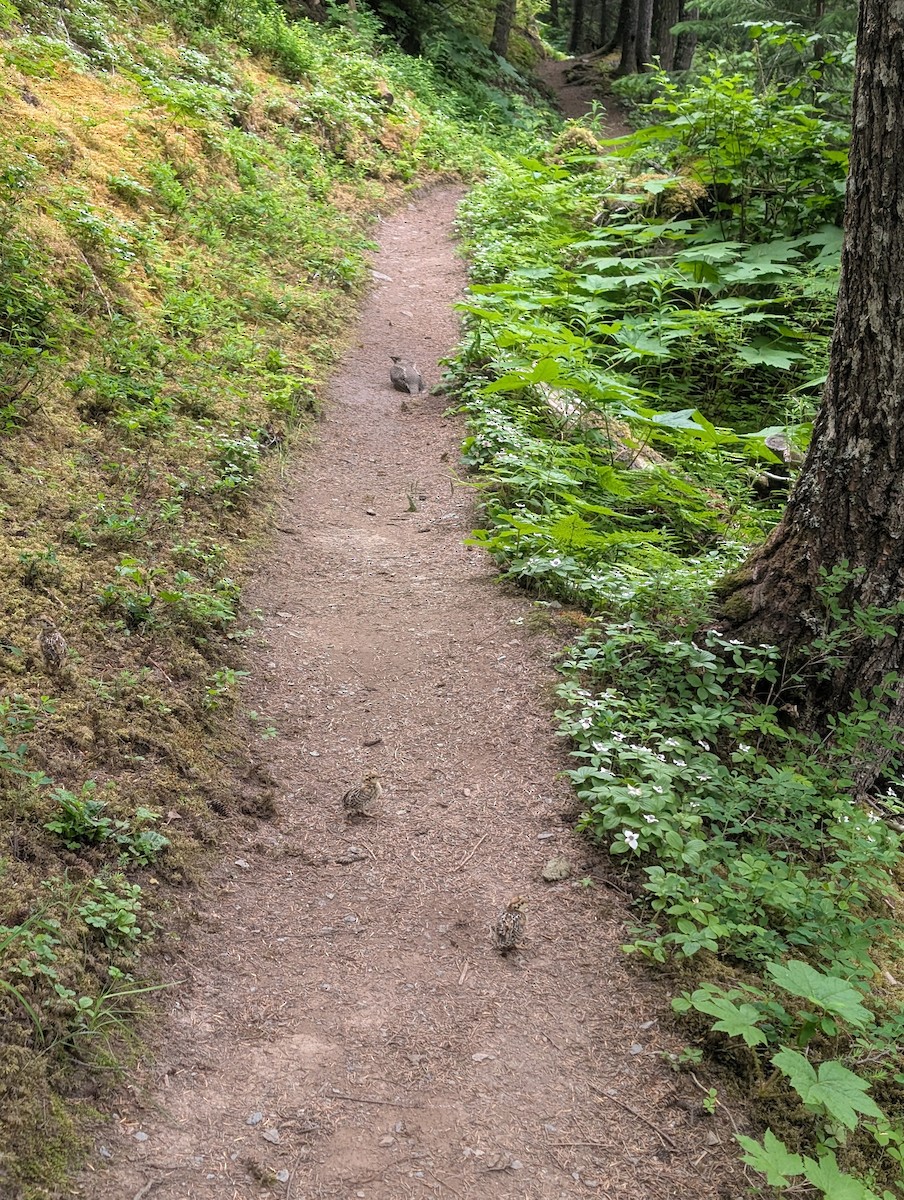 Spruce Grouse - ML638282675