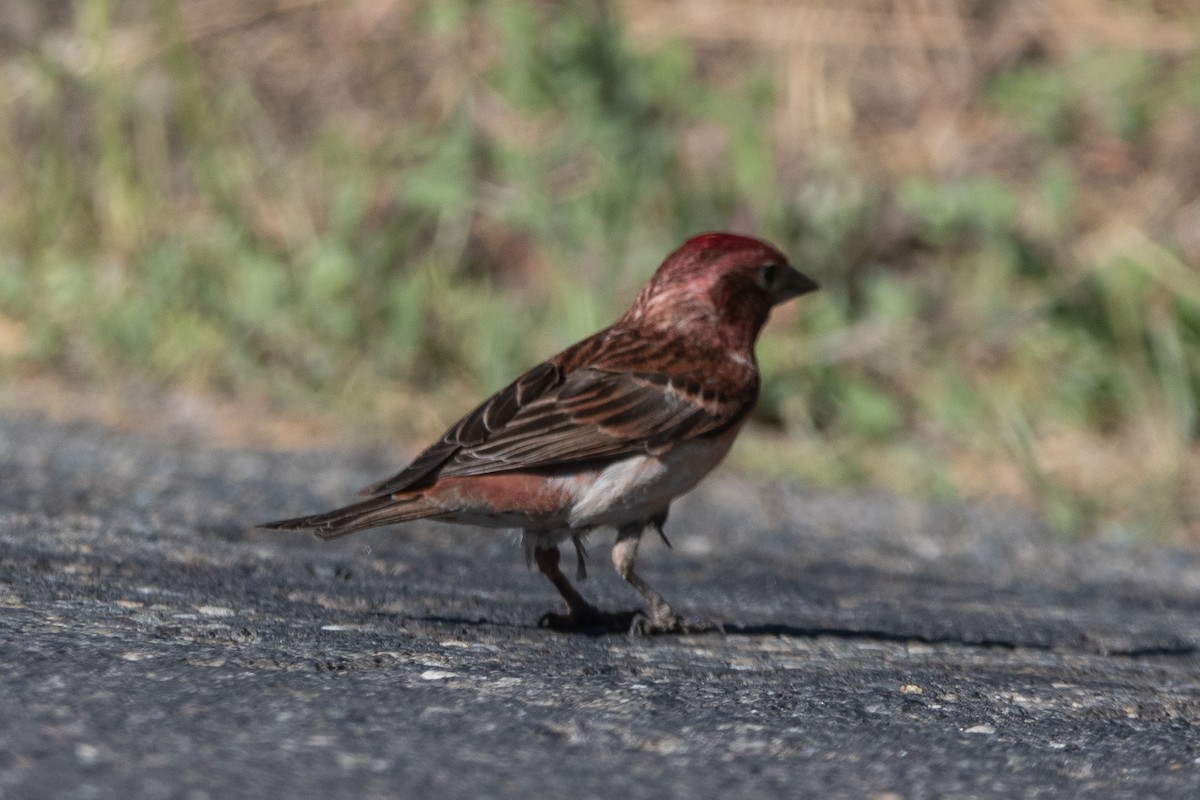 Cassin's Finch - ML638282676