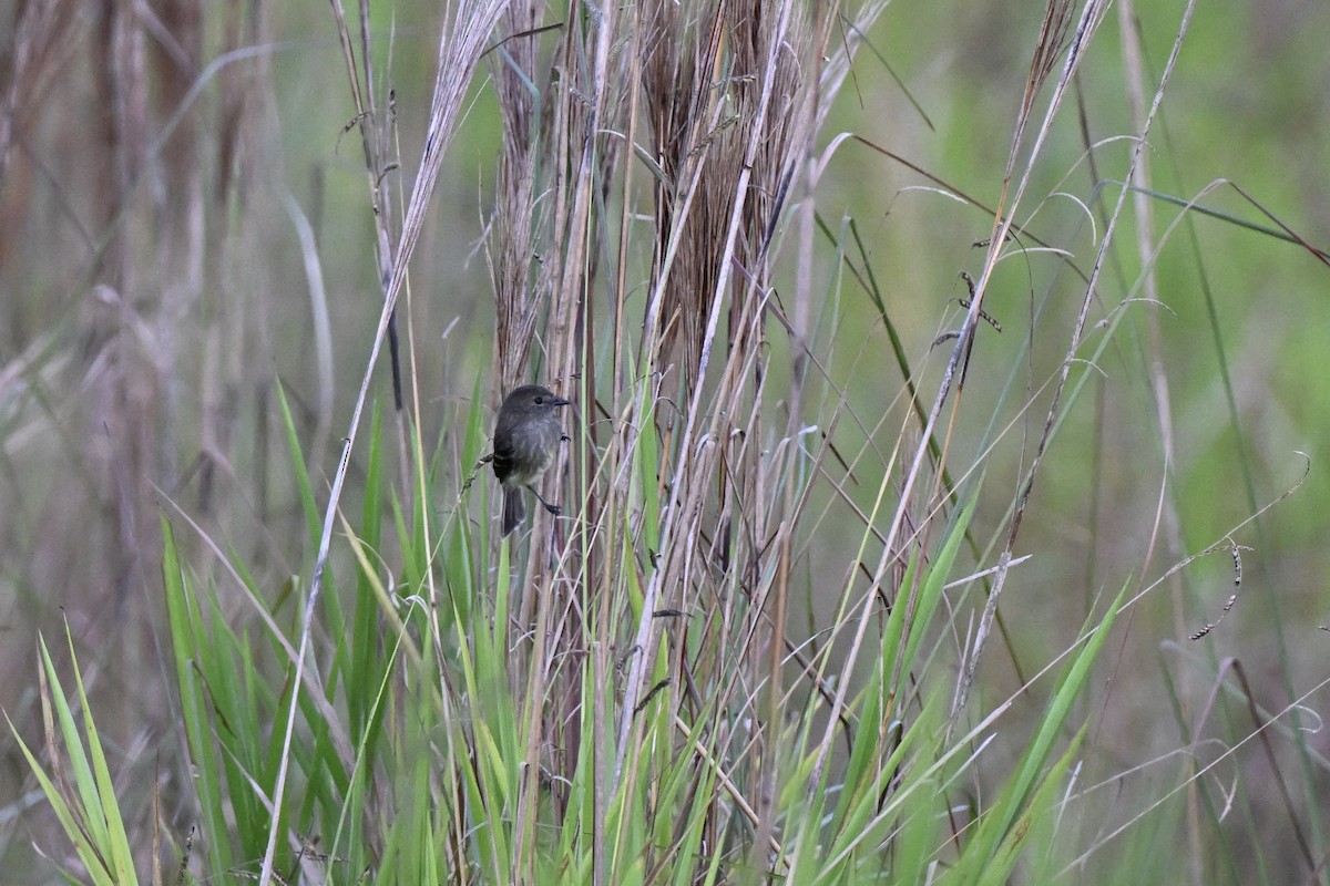 Olive-chested Flycatcher - ML638282679