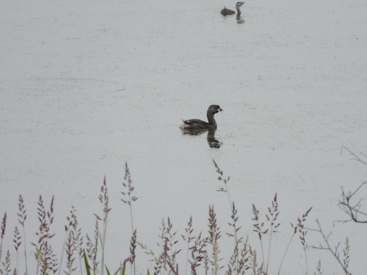 Pied-billed Grebe - ML638282684