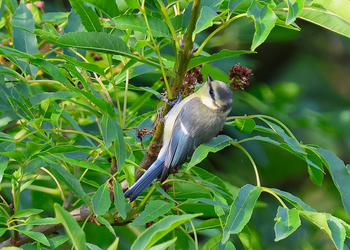 Eurasian Blue Tit - ML638282685