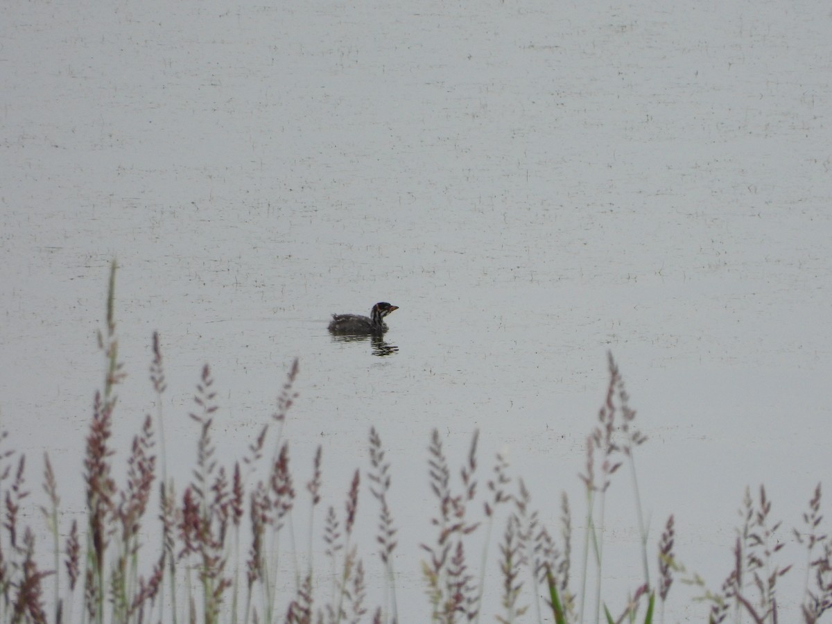 Pied-billed Grebe - ML638282687