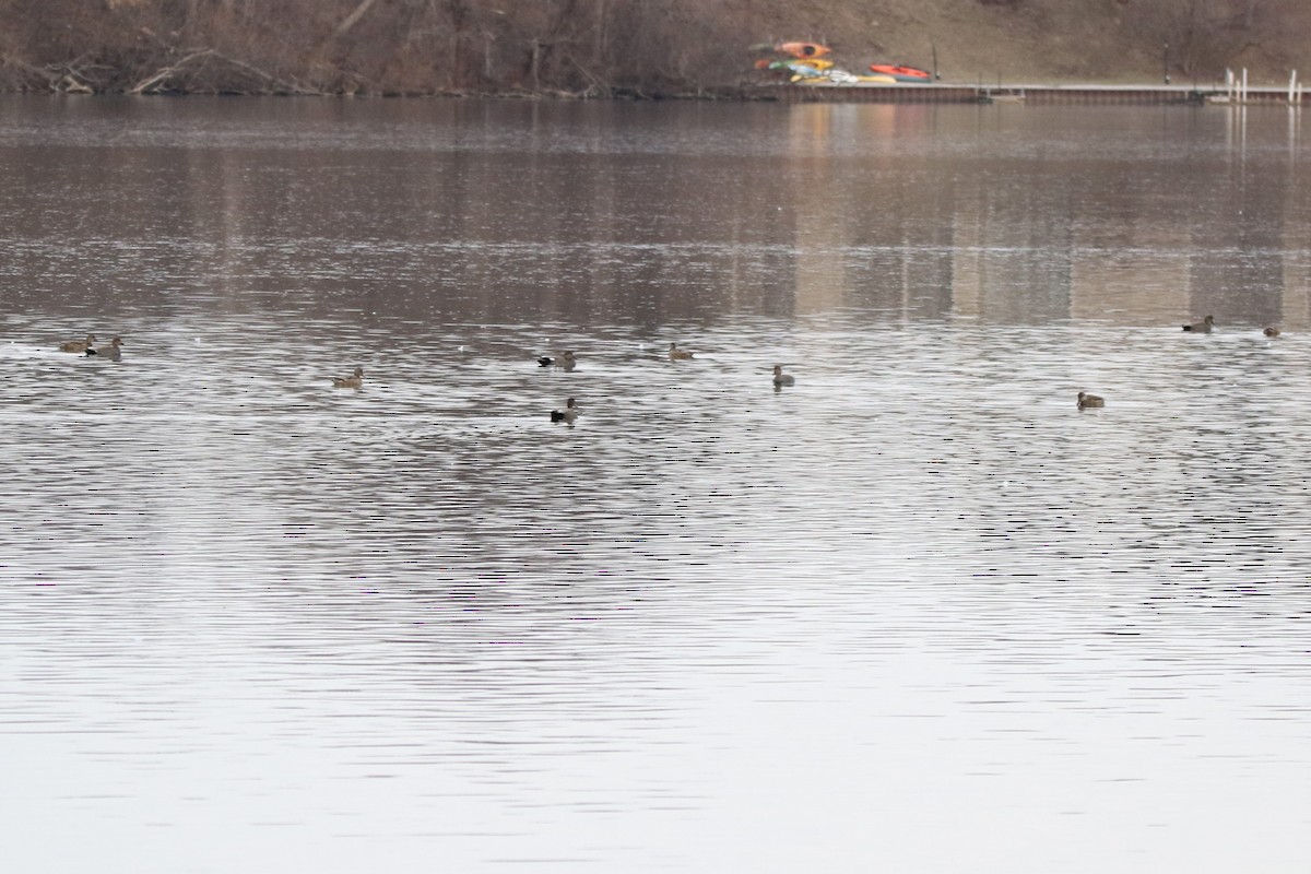 Gadwall - ML638282703