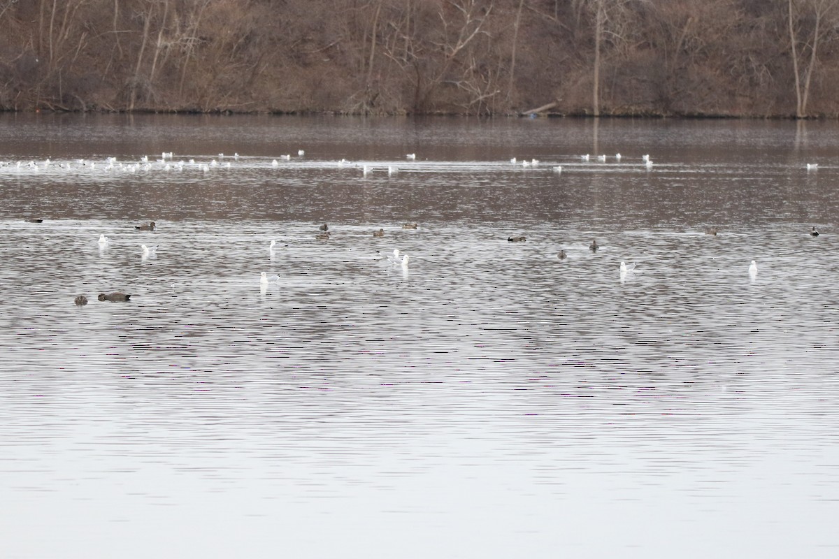 Gadwall - ML638282704