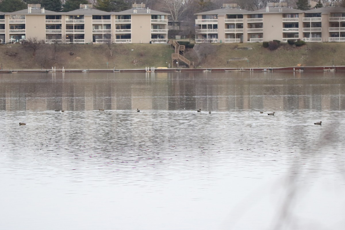 Gadwall - ML638282705