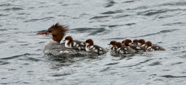 Common Merganser - ML638282733