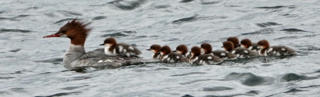 Common Merganser - ML638282734