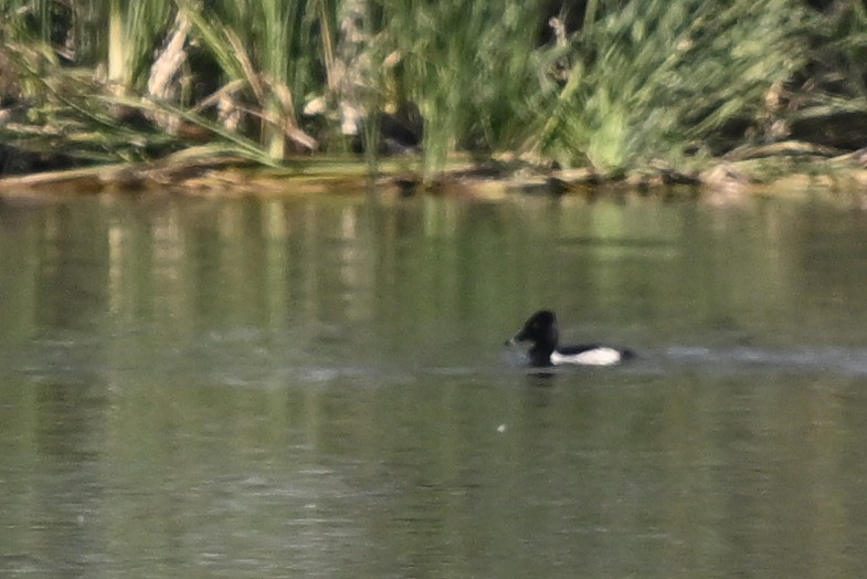 Ring-necked Duck - ML638282751