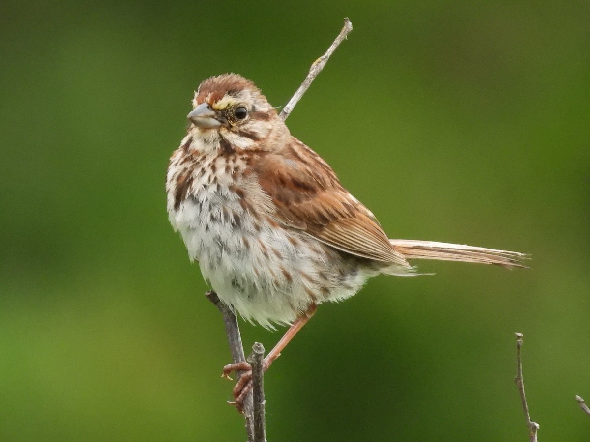 Song Sparrow - ML638282763