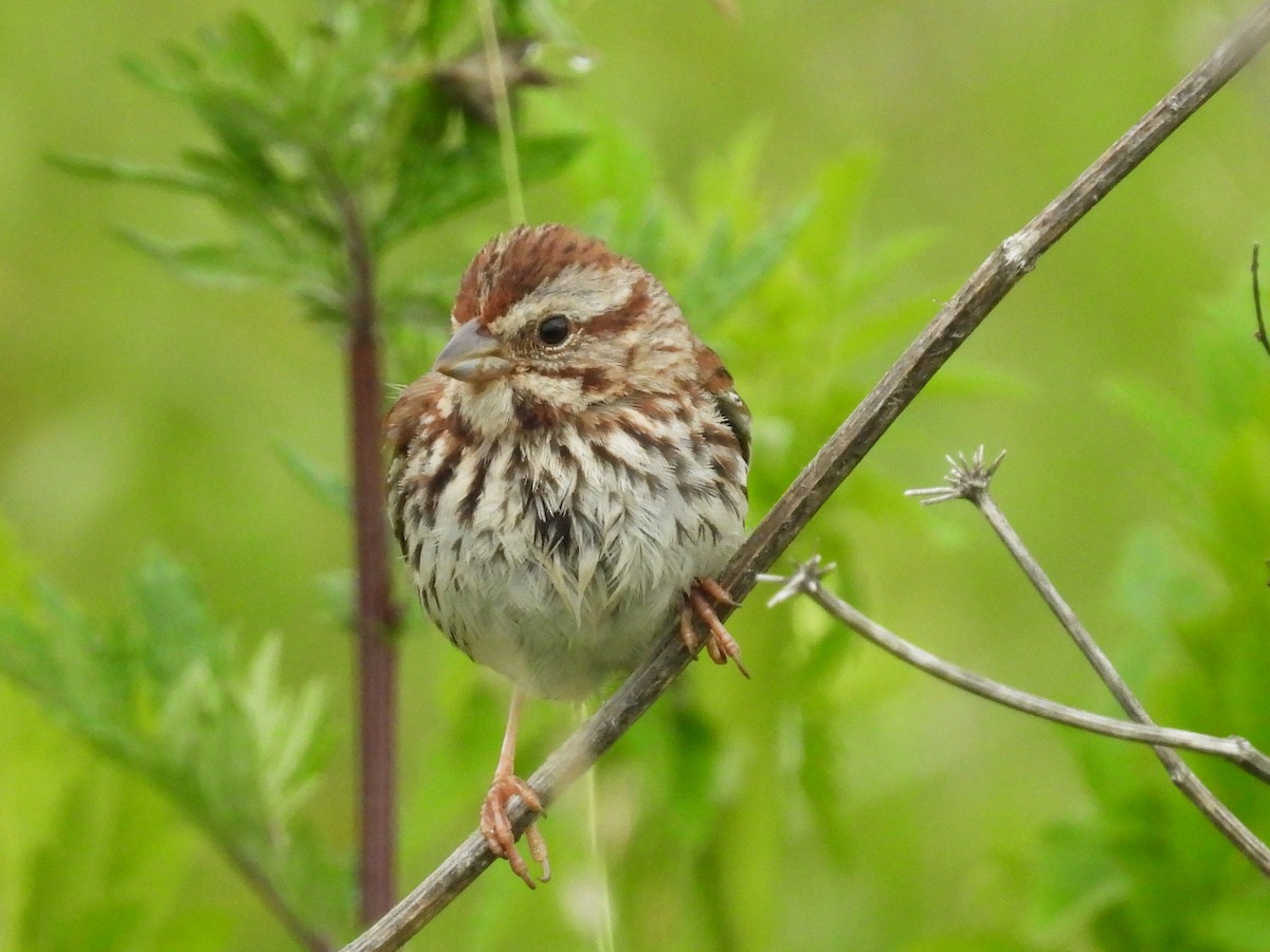 Song Sparrow - ML638282764